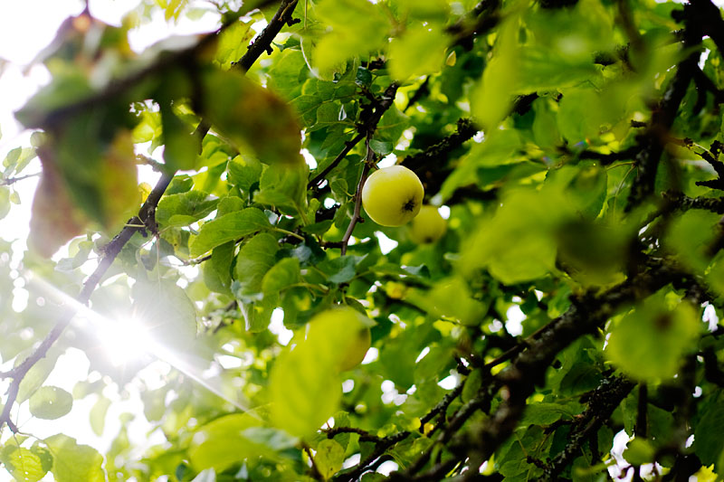 frukt3 frukt3 Fallfrukt
