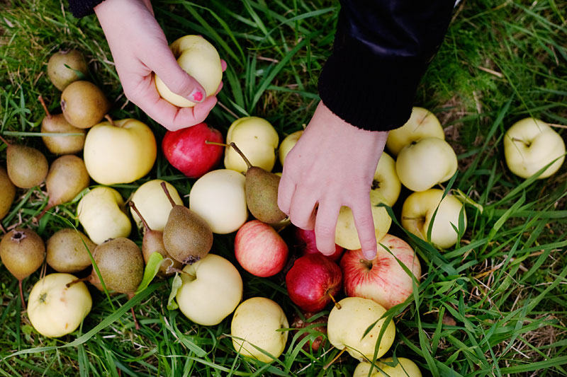 frukt4 frukt4 Fallfrukt