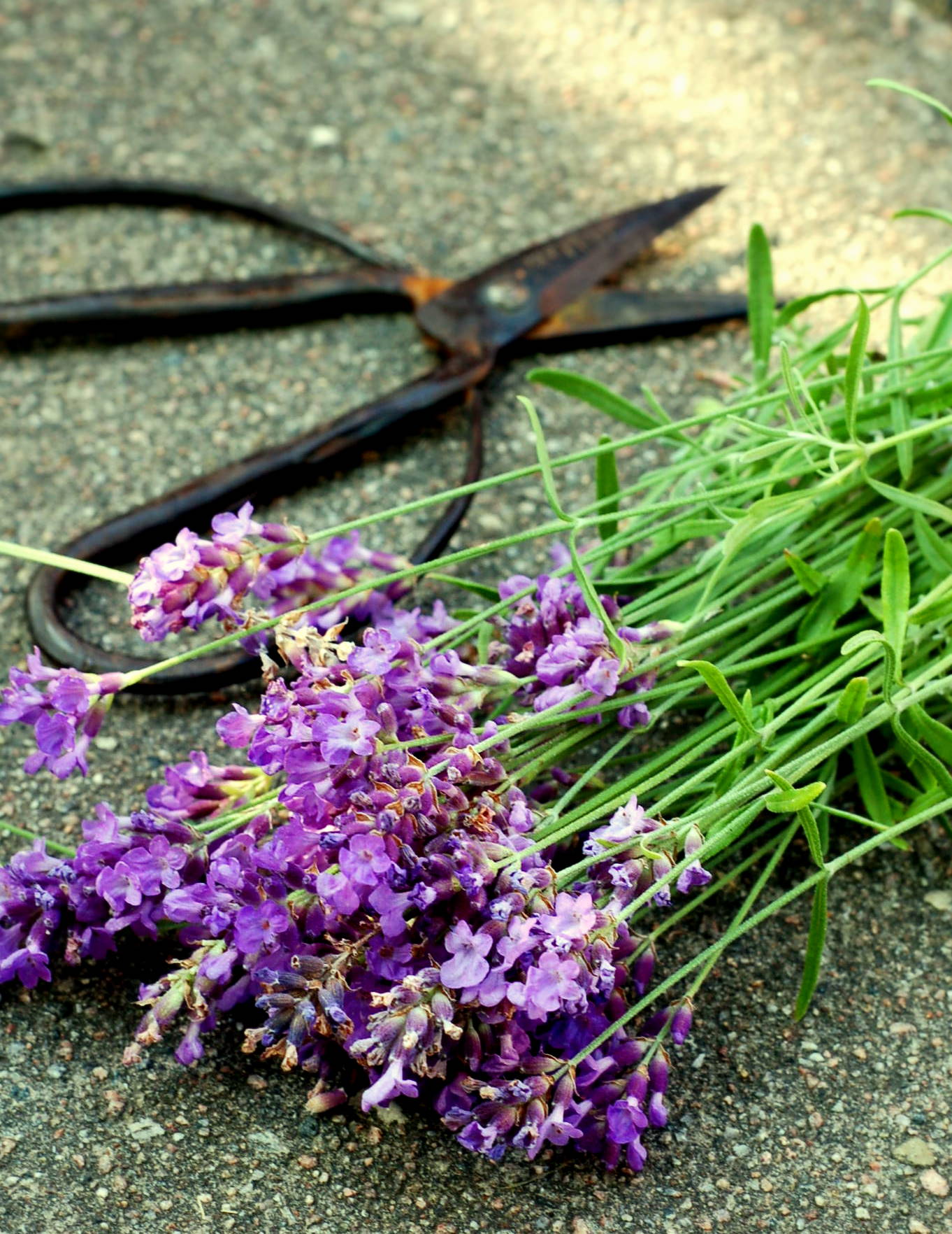 Den sista lavendelskörden