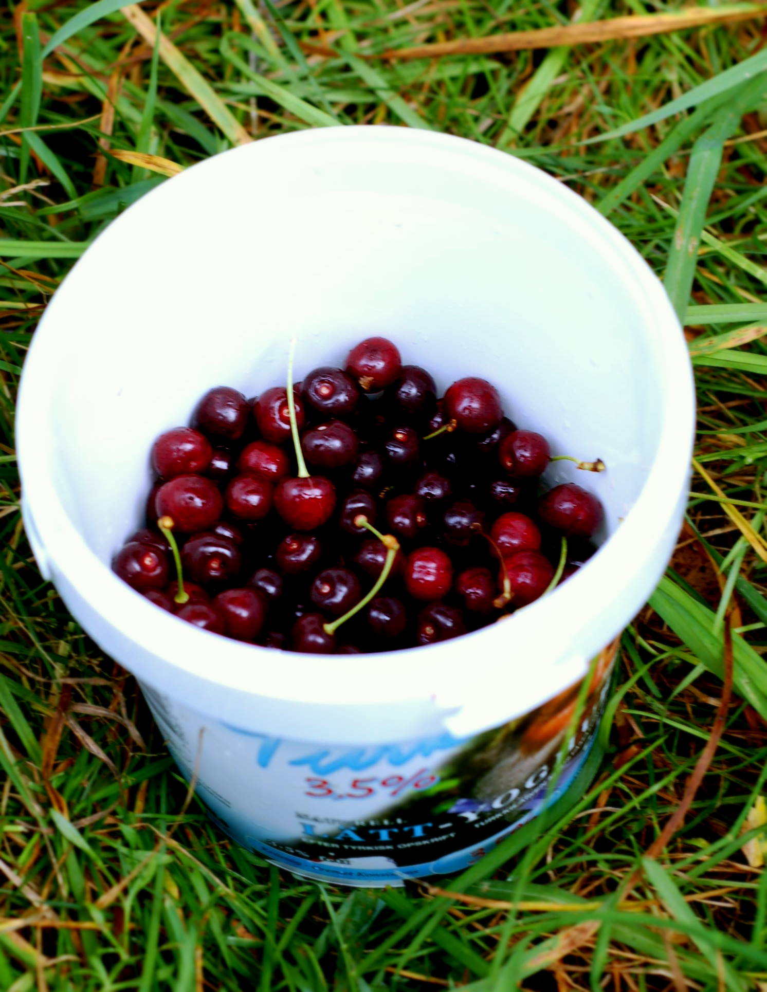 Filmkväll med nyplockade körsbär