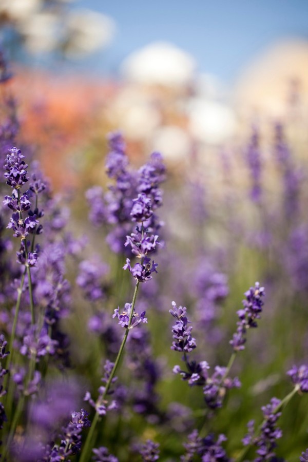 Baka med lavendel