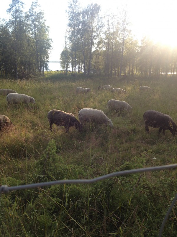 Sommarhälsning